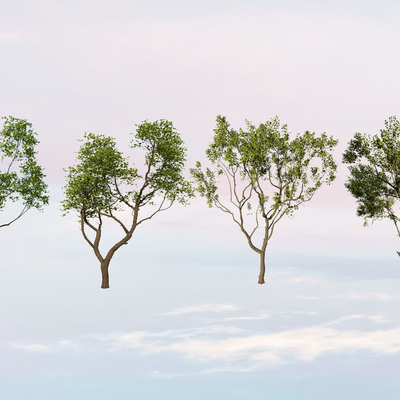  大树 景观树 桂花树 园林树 乔木 乌桕树su模型 