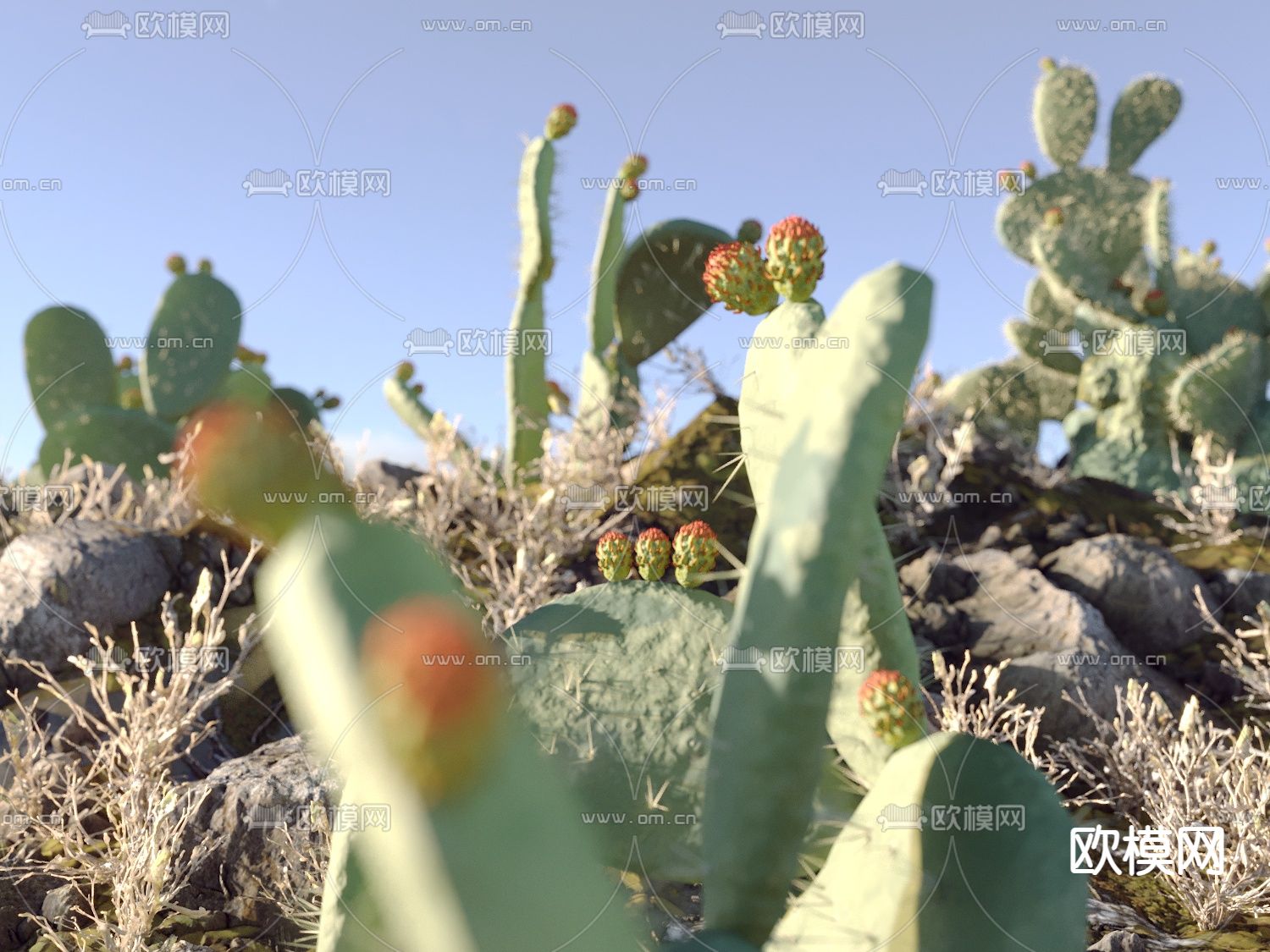 沙漠 荒地 草地 仙人掌3d模型下载（渲染图6）