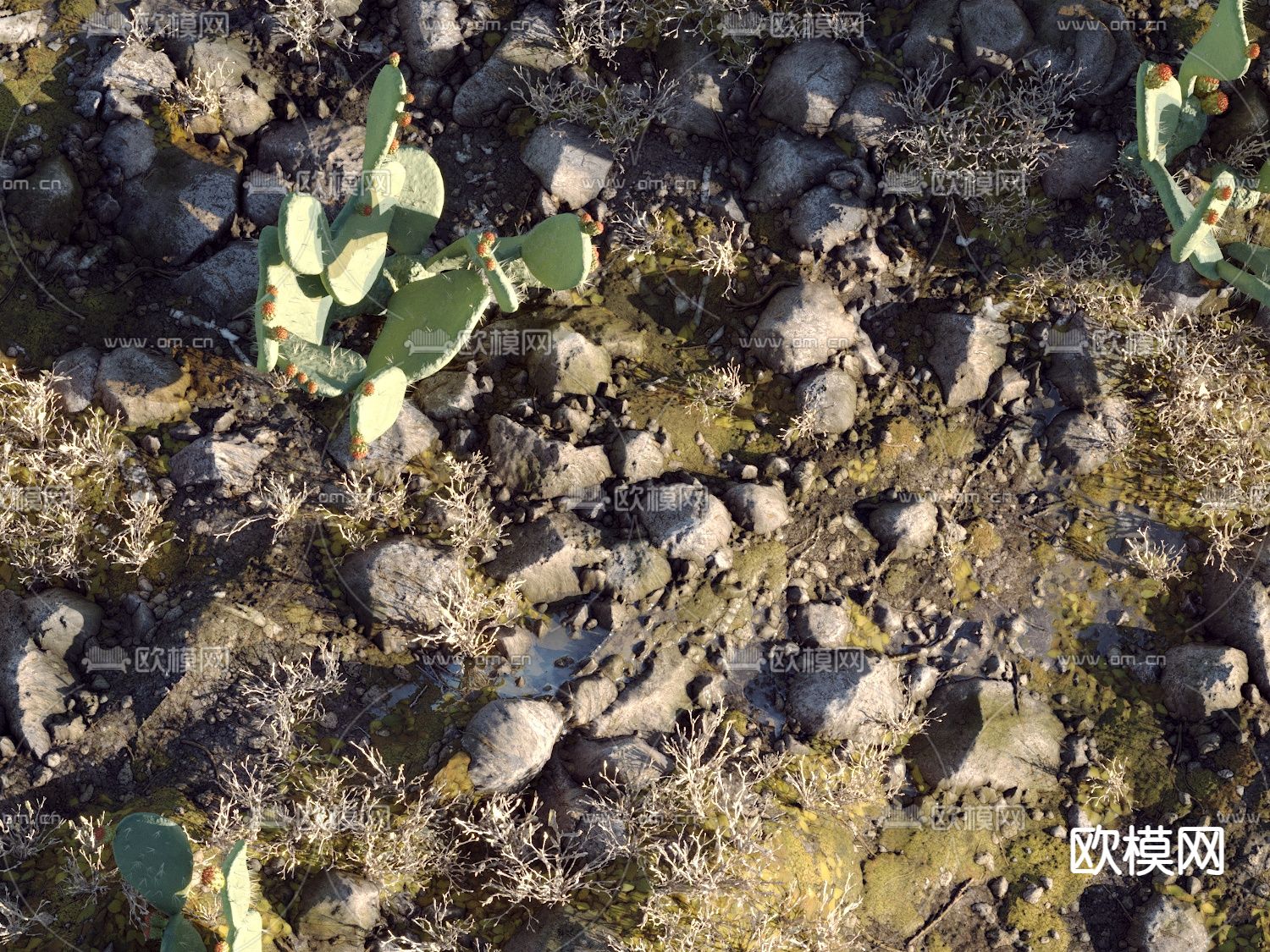 沙漠 荒地 草地 仙人掌3d模型下载（渲染图8）