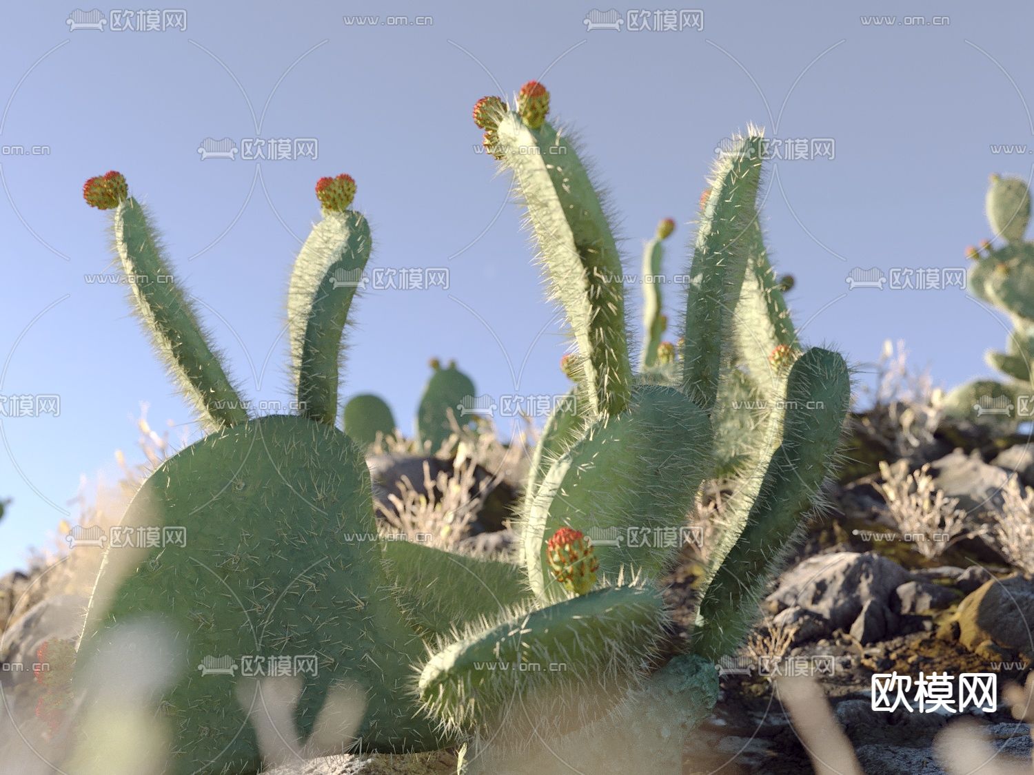 沙漠 荒地 草地 仙人掌3d模型下载（渲染图1）