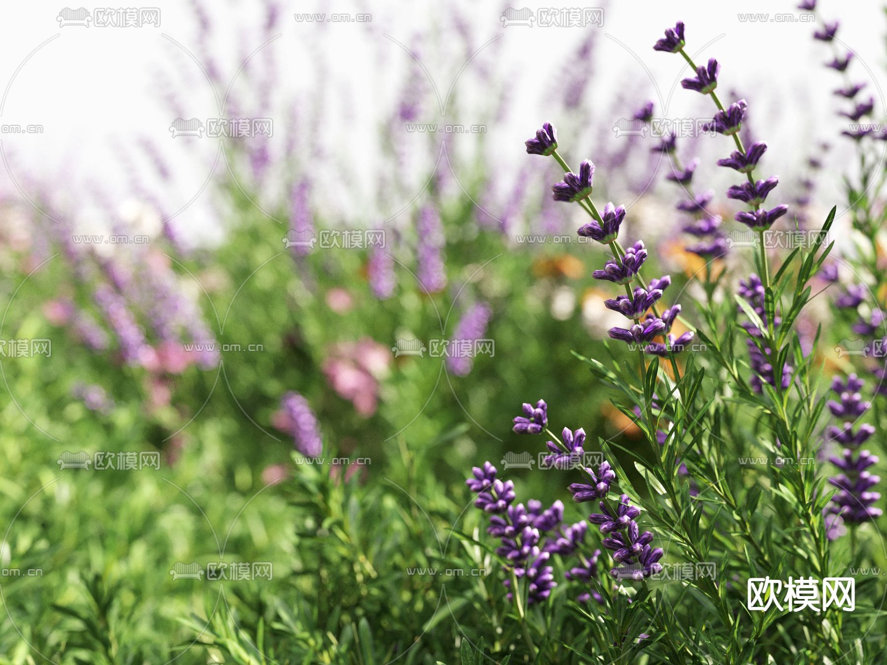 草地 草坪 绿茵 花草3d模型下载（渲染图6）
