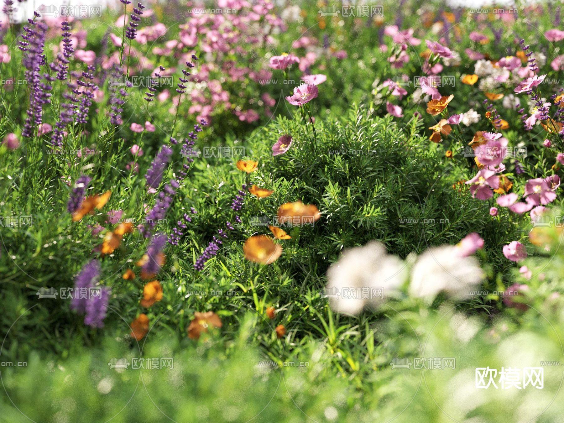 草地 草坪 绿茵 花草3d模型下载（渲染图2）