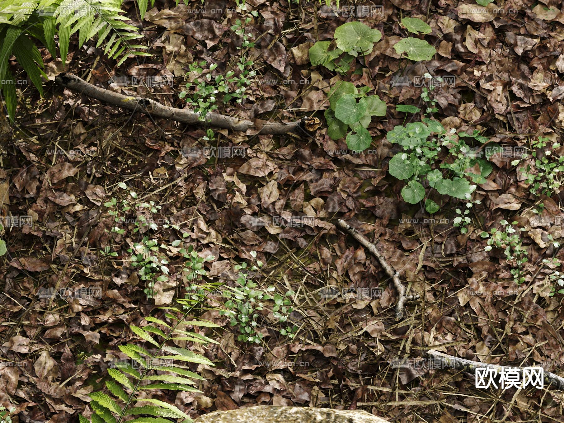 草地 草坪 花草 蕨类绿植3d模型下载（渲染图5）