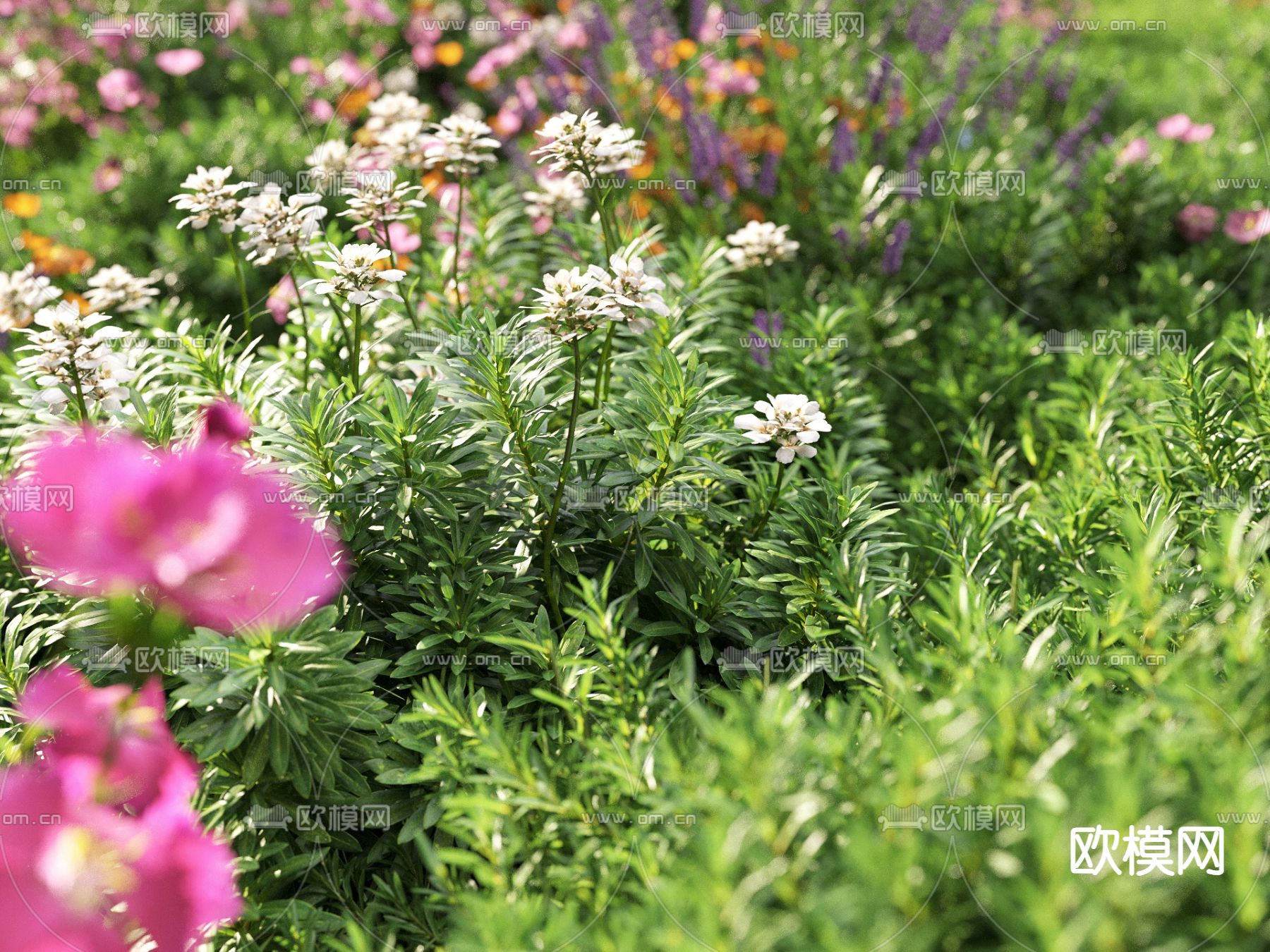 草地 草坪 绿茵 花草3d模型下载（渲染图3）