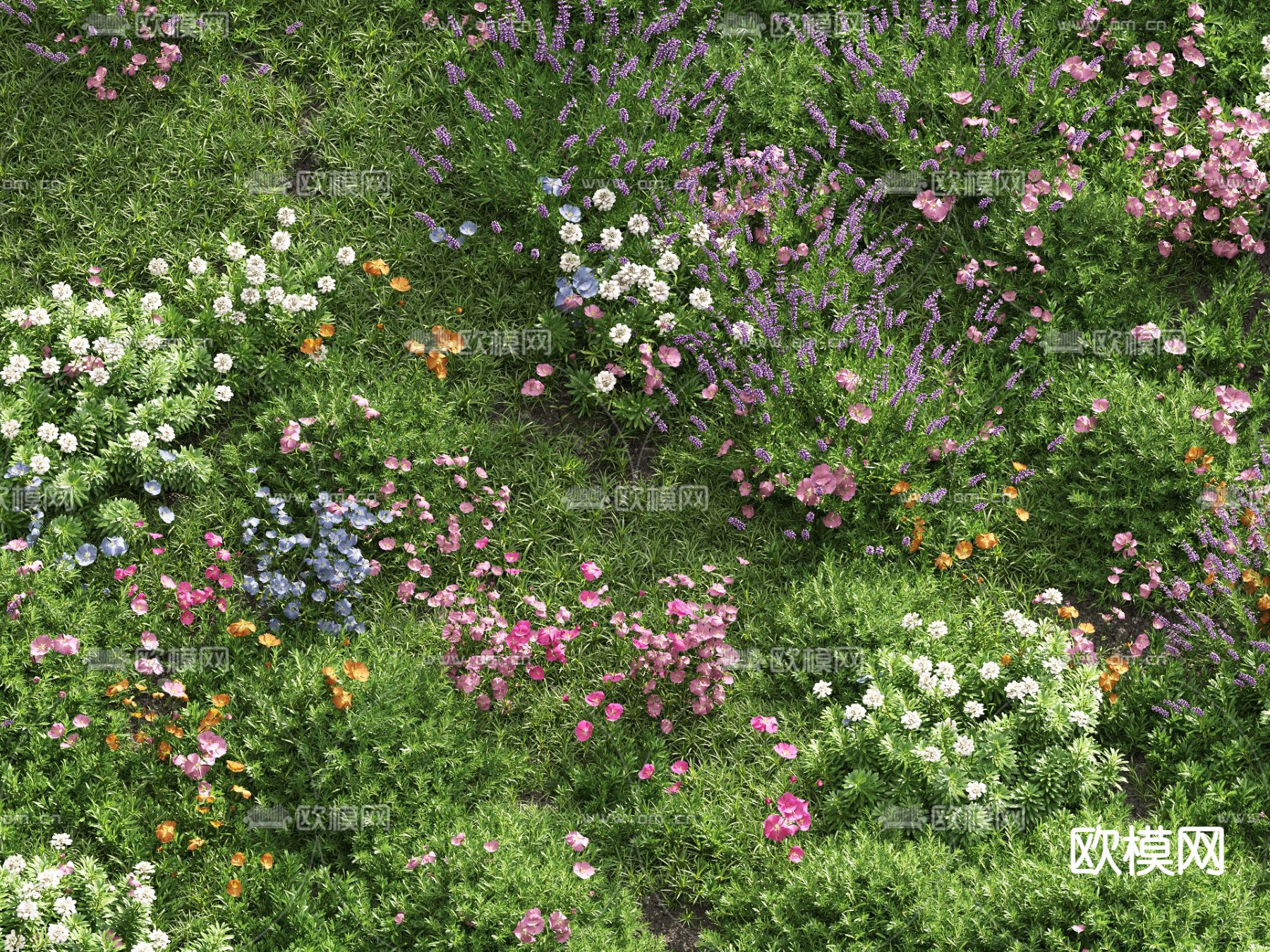 草地 草坪 绿茵 花草3d模型下载（渲染图7）