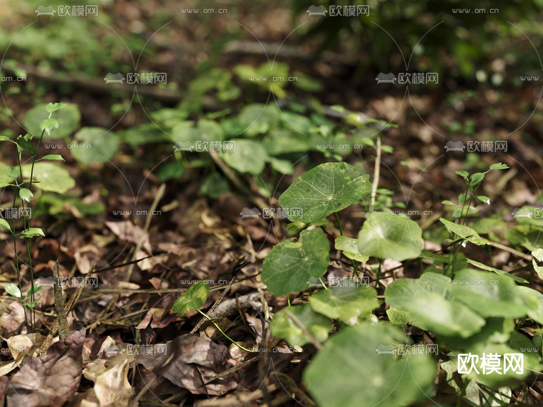 草地 草坪 花草 蕨类绿植3d模型下载（渲染图3）