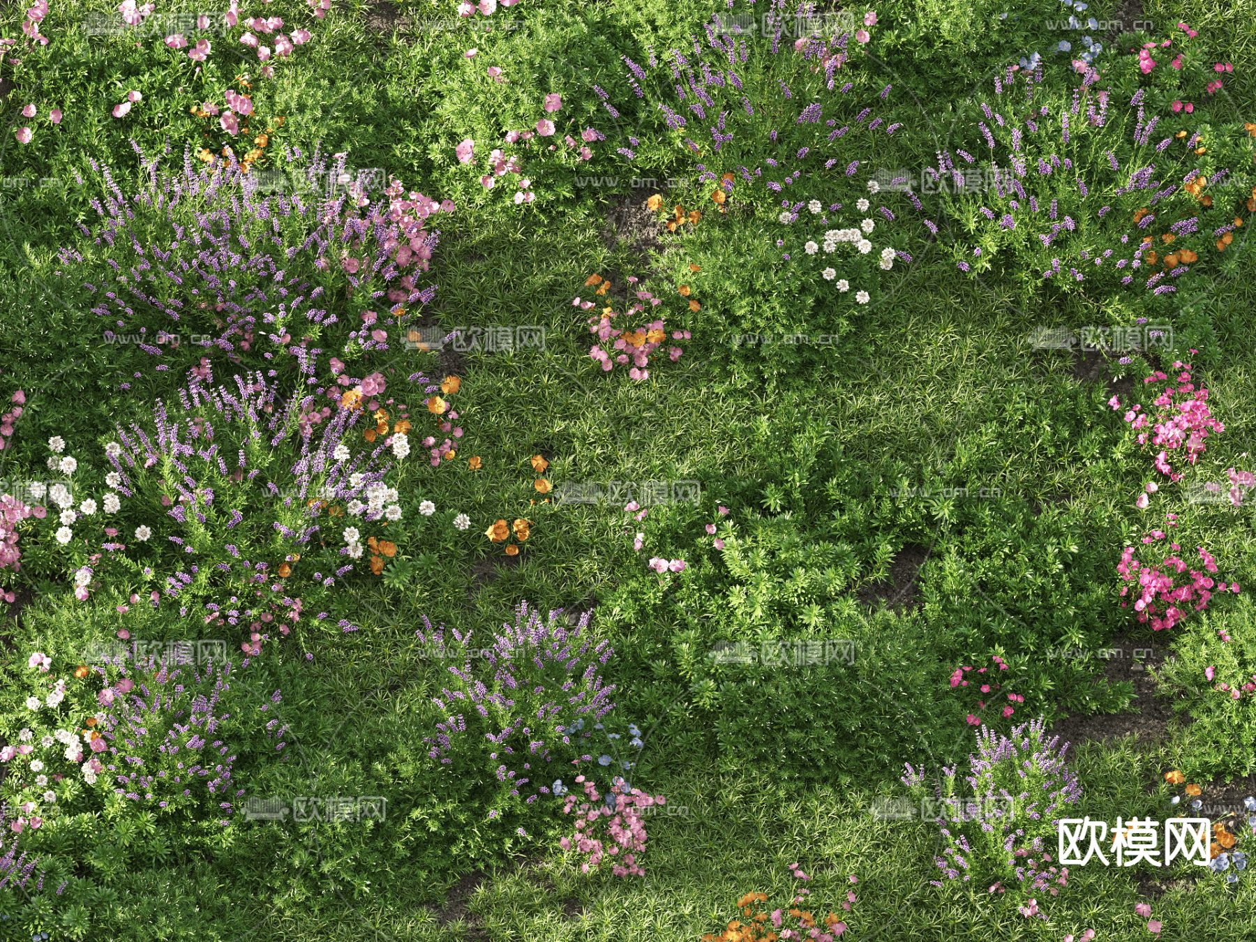 草地 草坪 绿茵 花草3d模型下载（渲染图9）