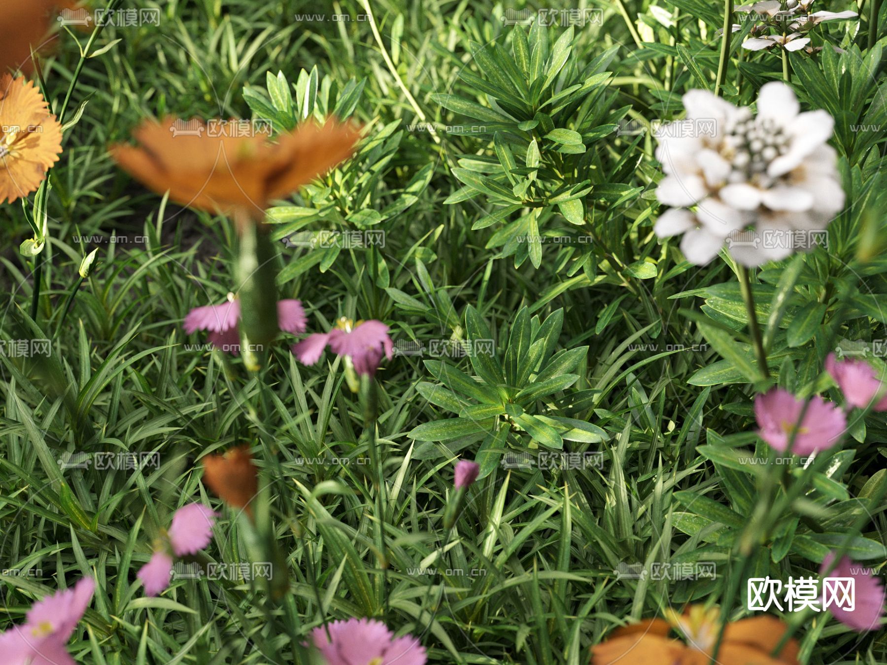草地 草坪 绿茵 花草3d模型下载（渲染图5）
