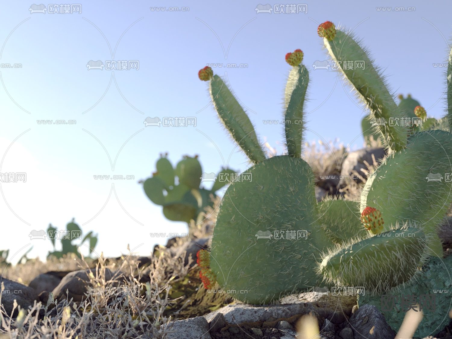 沙漠 荒地 草地 仙人掌3d模型下载（渲染图3）