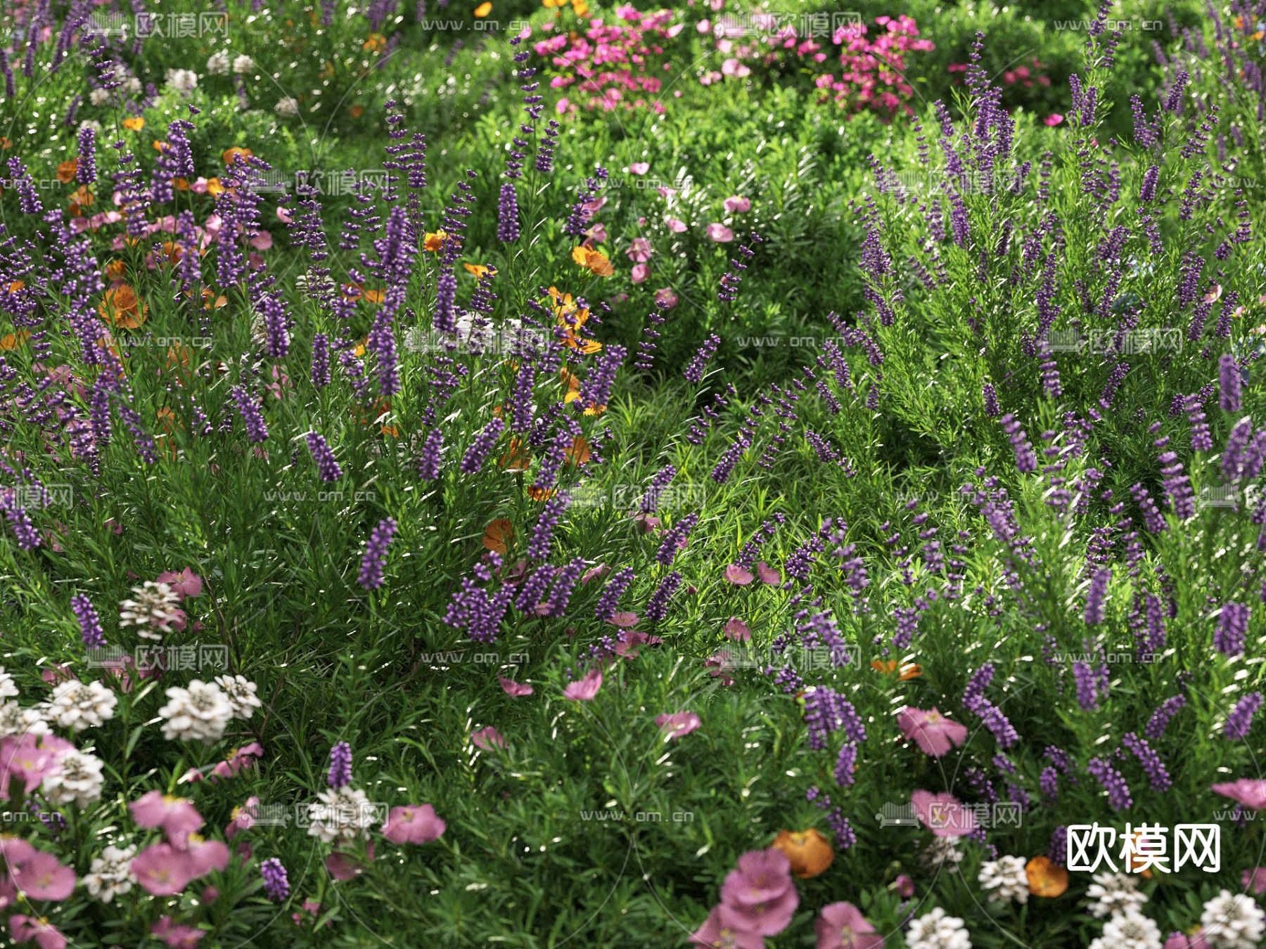 草地 草坪 绿茵 花草3d模型下载（渲染图8）
