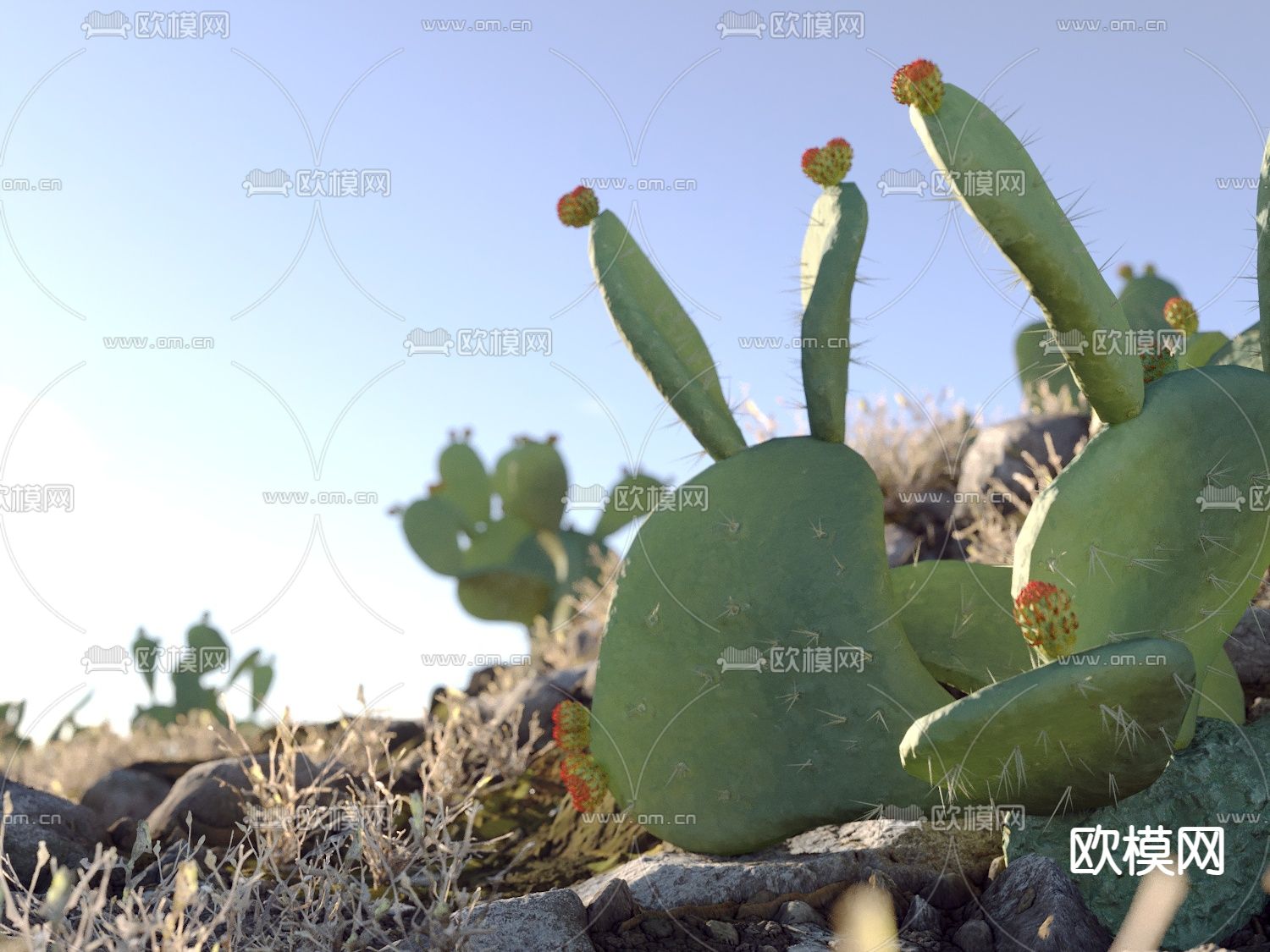 沙漠 荒地 草地 仙人掌3d模型下载（渲染图5）