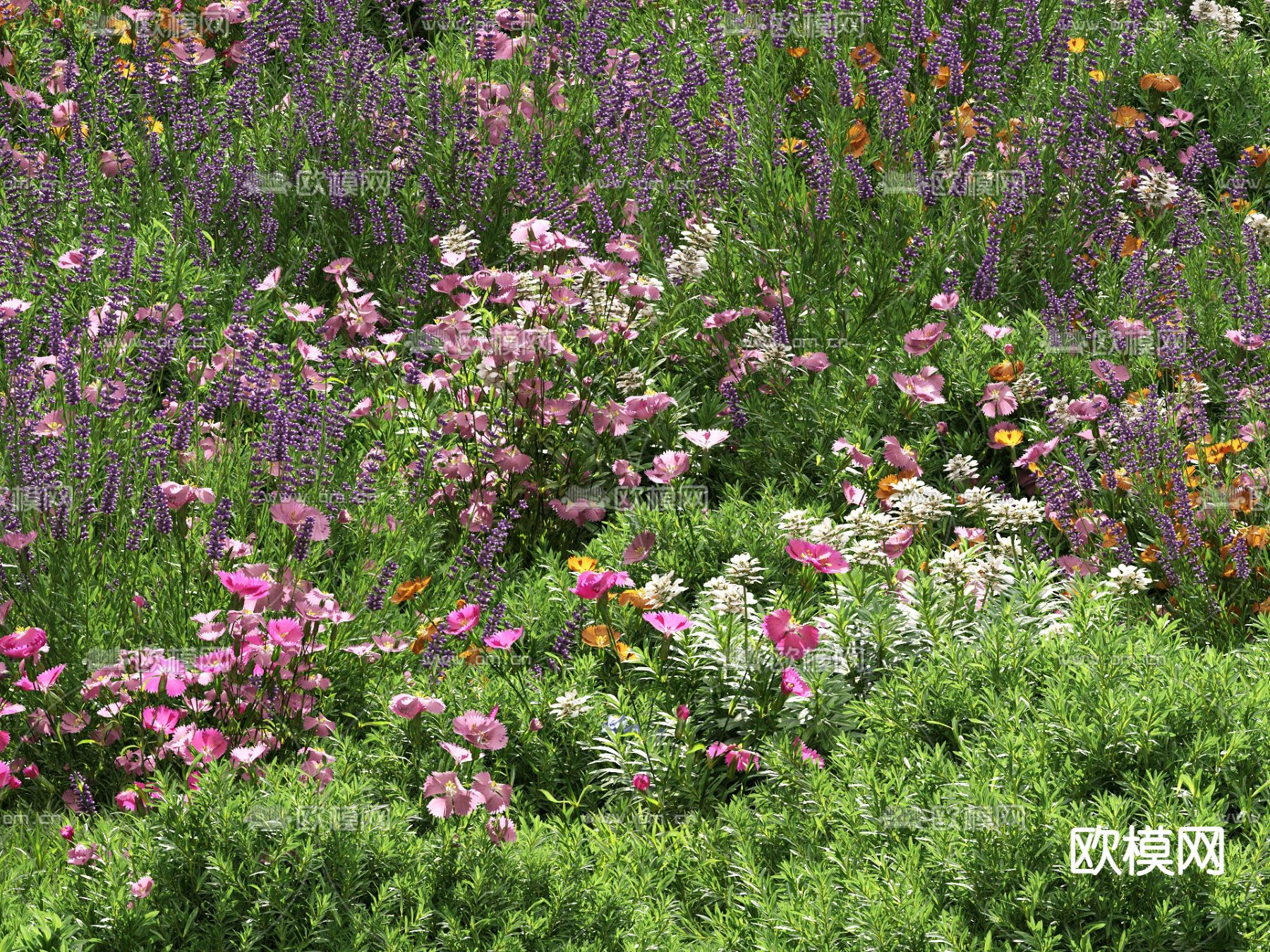草地 草坪 绿茵 花草3d模型下载（渲染图10）