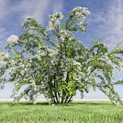  树木 大树 植物 花树su模型 