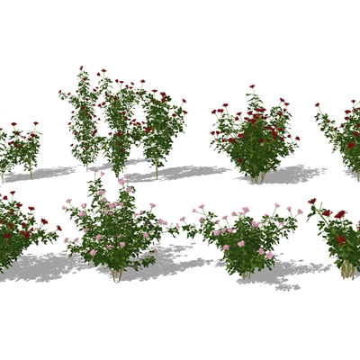  玫瑰花 蔷薇花 灌木 花草su模型 