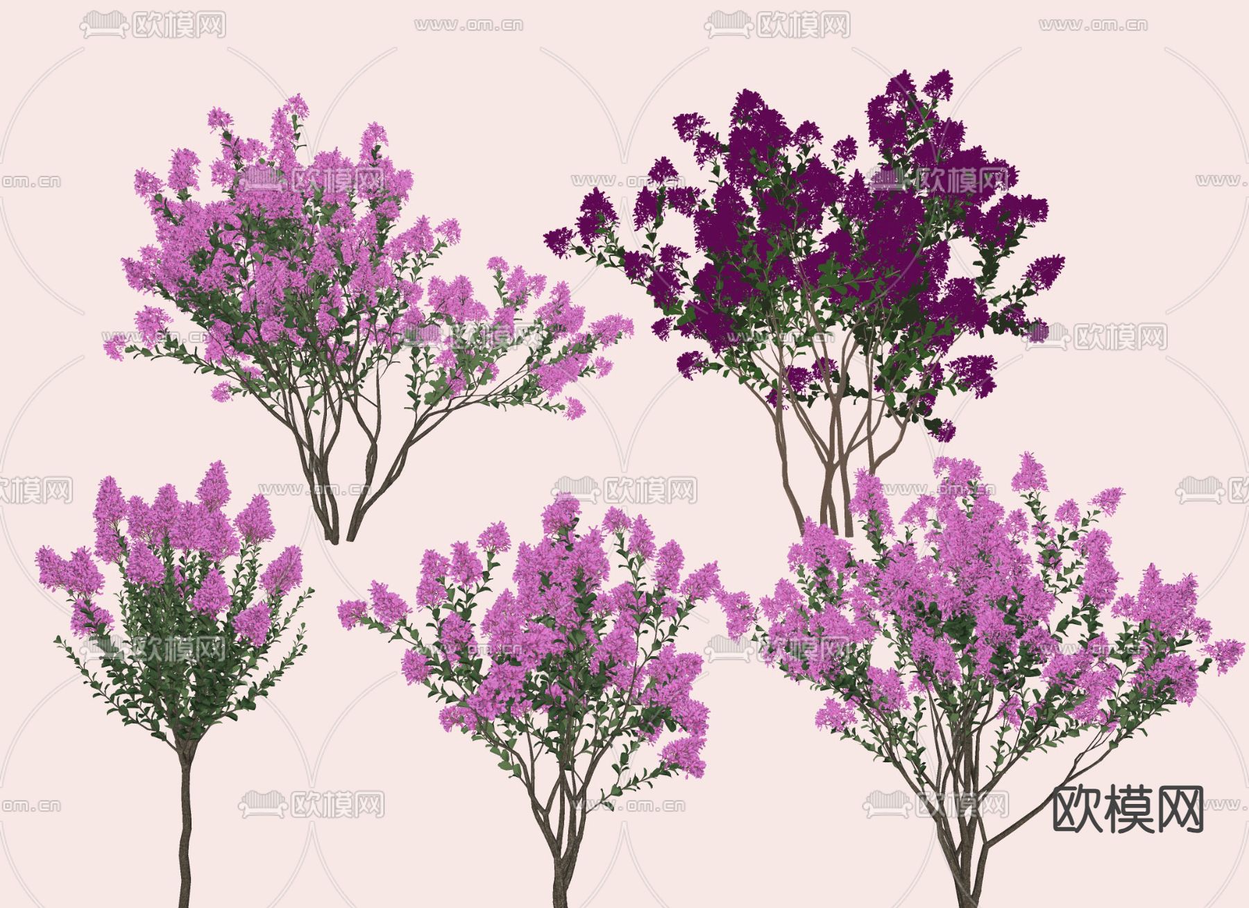 景观树 紫薇花树su模型下载（渲染图2）