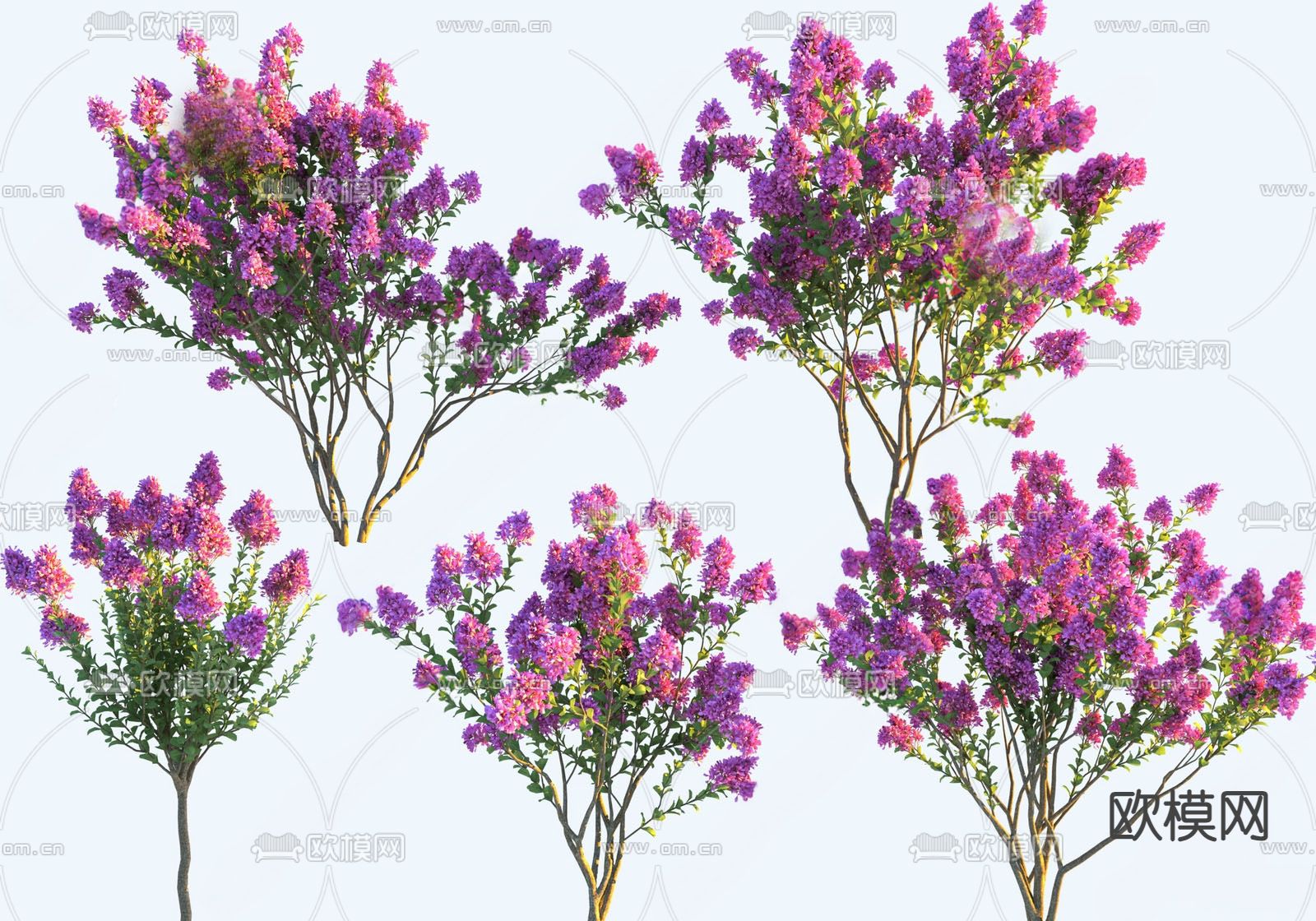 景观树 紫薇花树su模型下载（渲染图1）