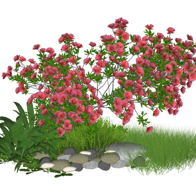  月季花 景观草su模型 