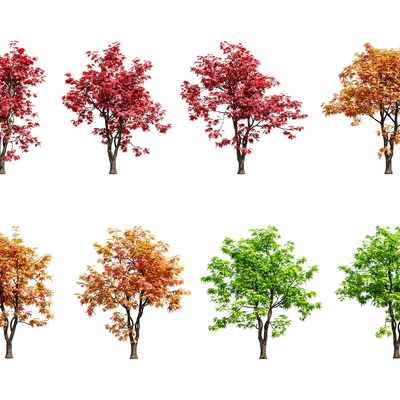  景观树 鸡爪槭su模型 