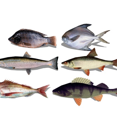  海鱼 海鲜su模型 