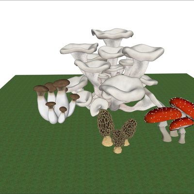  羊肚菌 蘑菇su模型 