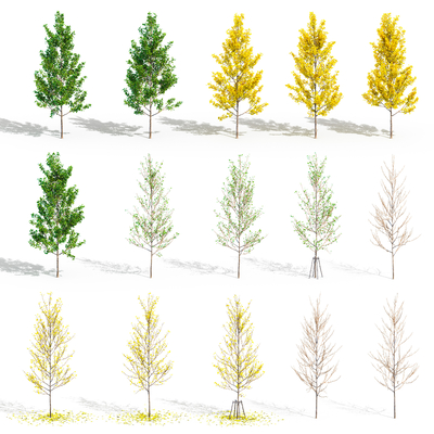  景观树 银杏树su模型 