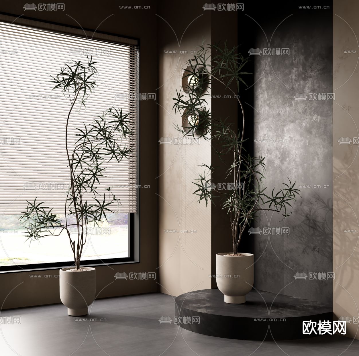 蕨类绿植 盆栽 盆景33d模型下载