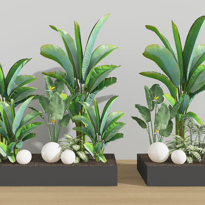  芭蕉树 景观小品su模型 