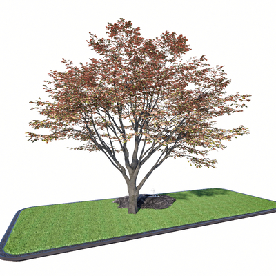  乔木 景观树 大树su模型 