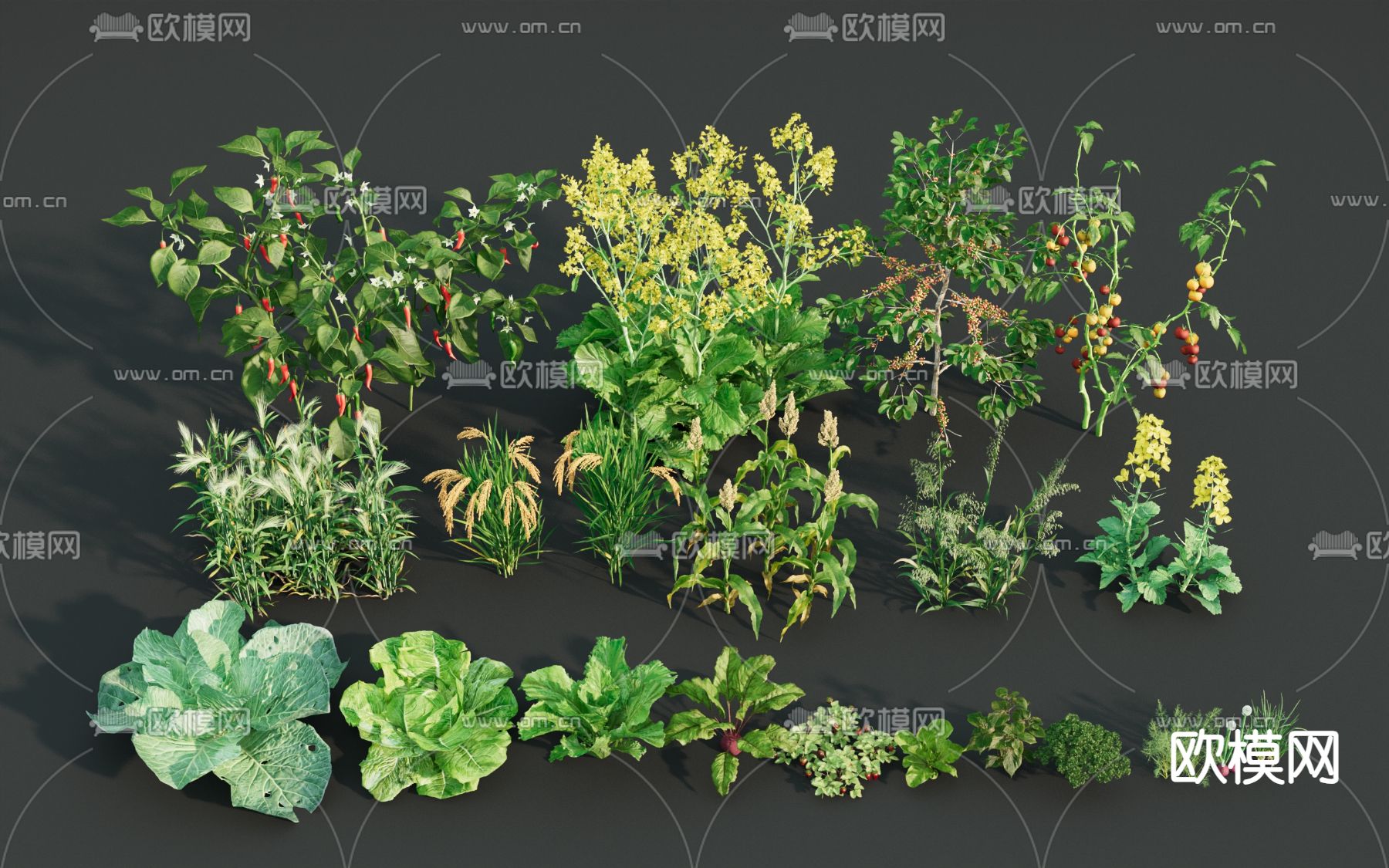 蔬菜 玉米 包菜 油麦菜 稻谷3d模型下载