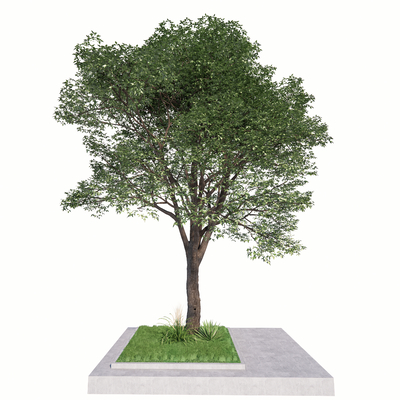乔木 景观树 树池su模型