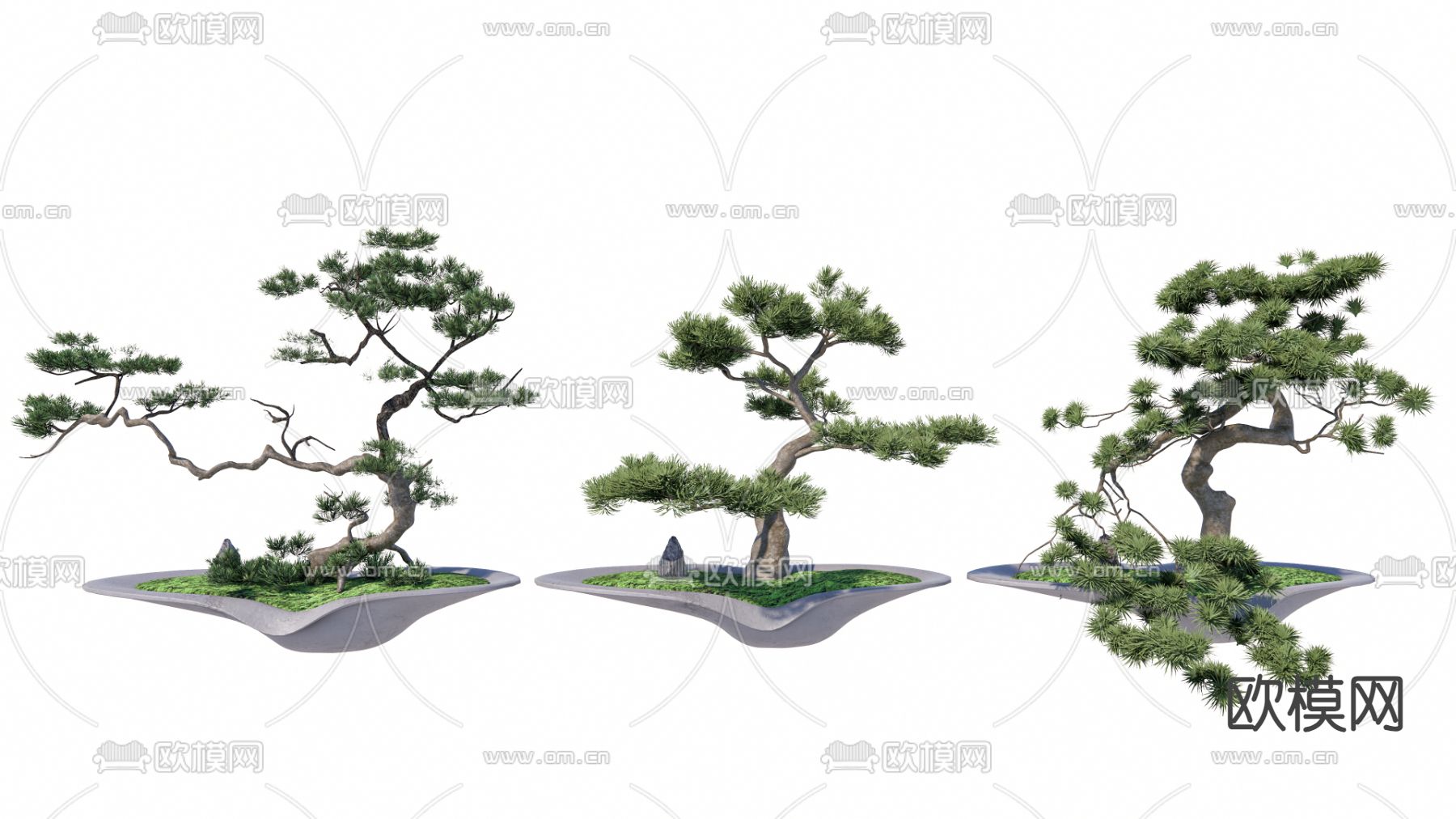 罗汉松 松树 盆景 盆栽su模型