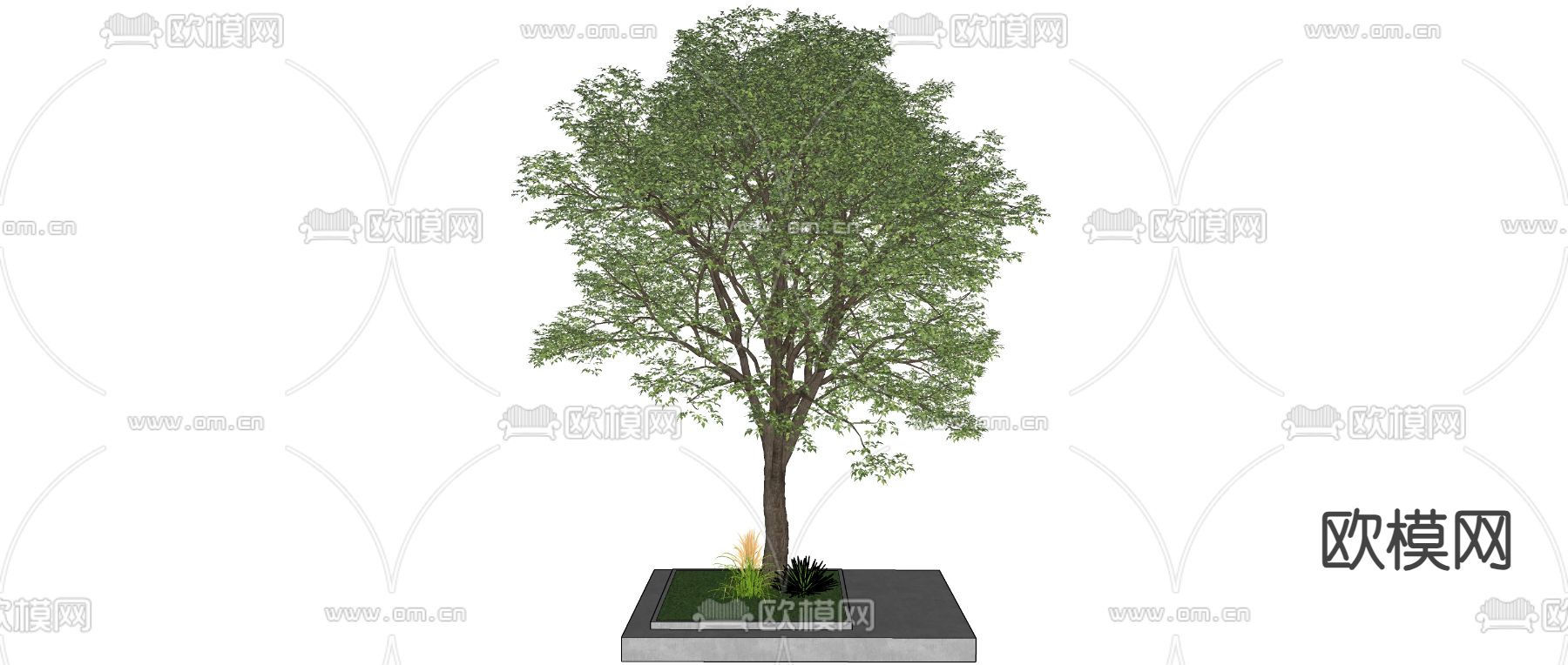 乔木 景观树 树池su模型