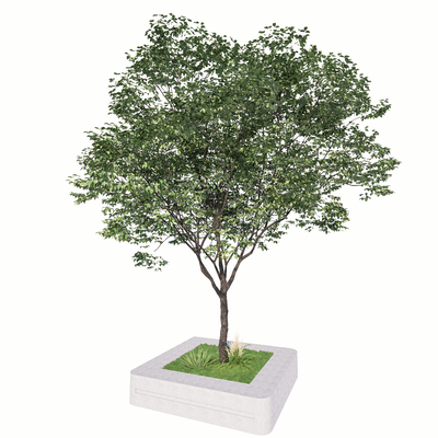 大树 树木 乔木 景观树 树池su模型