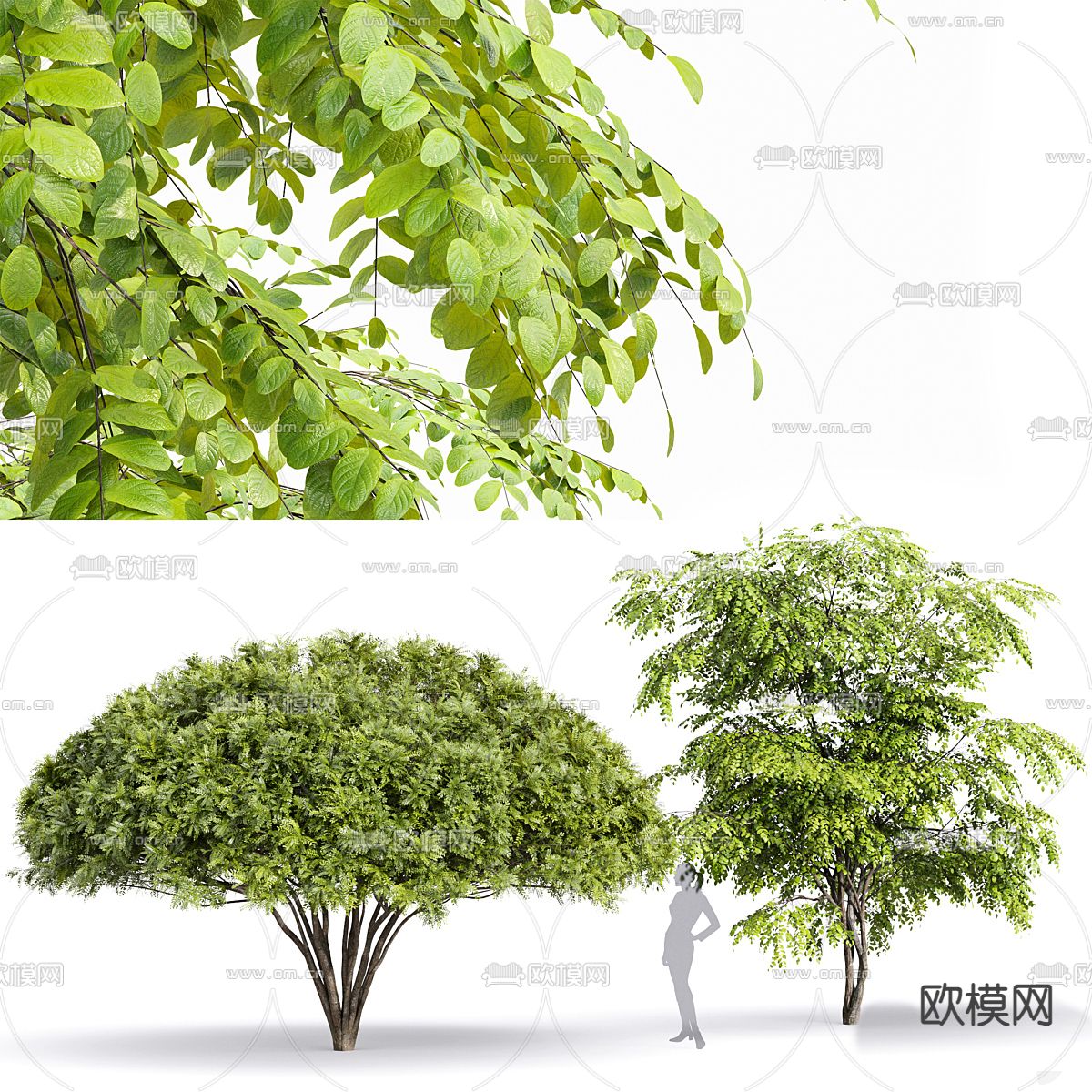 灌木丛 造型灌木免费3d模型下载