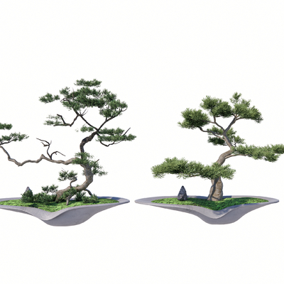 罗汉松 松树 盆景 盆栽su模型