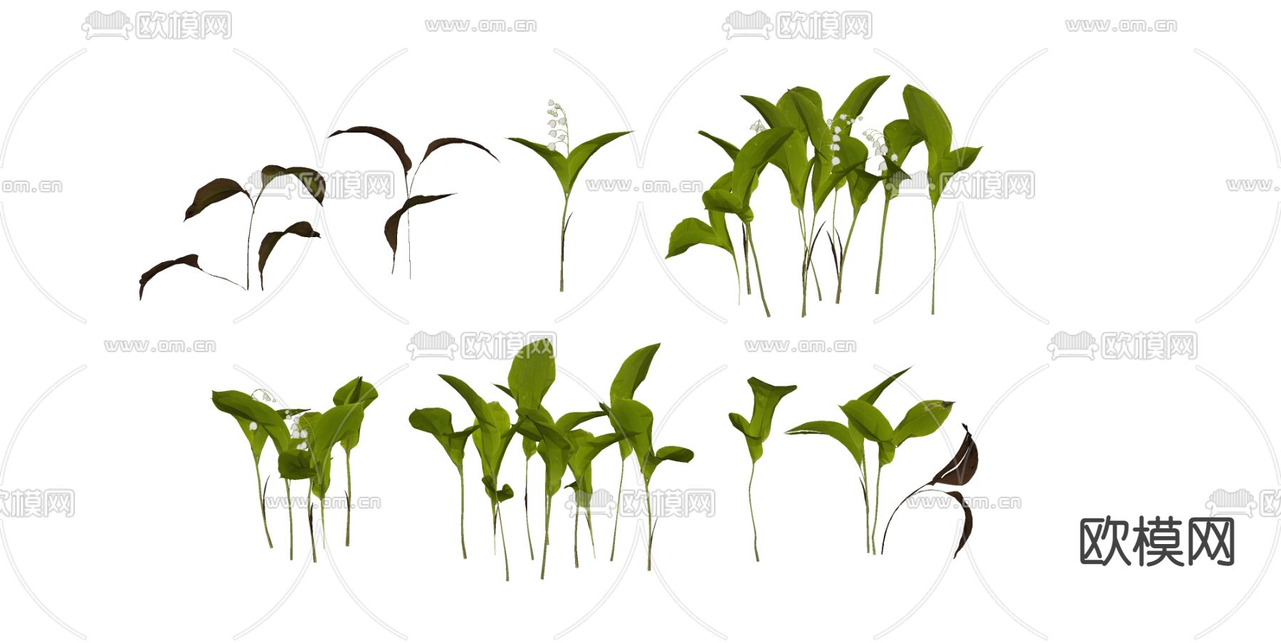 铃兰 绿植 花草su模型下载（渲染图1）