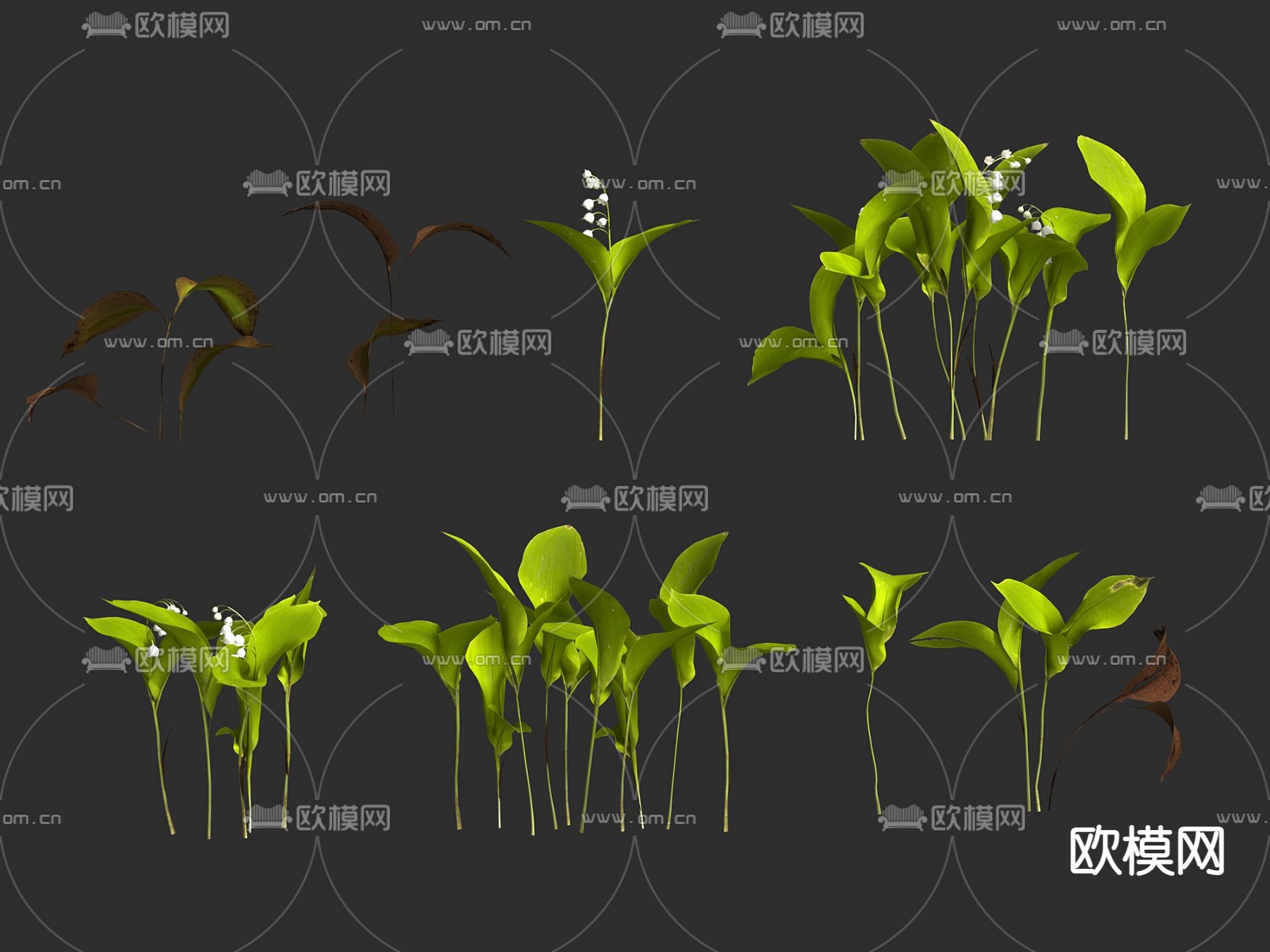 铃兰 绿植 花草su模型下载（渲染图2）