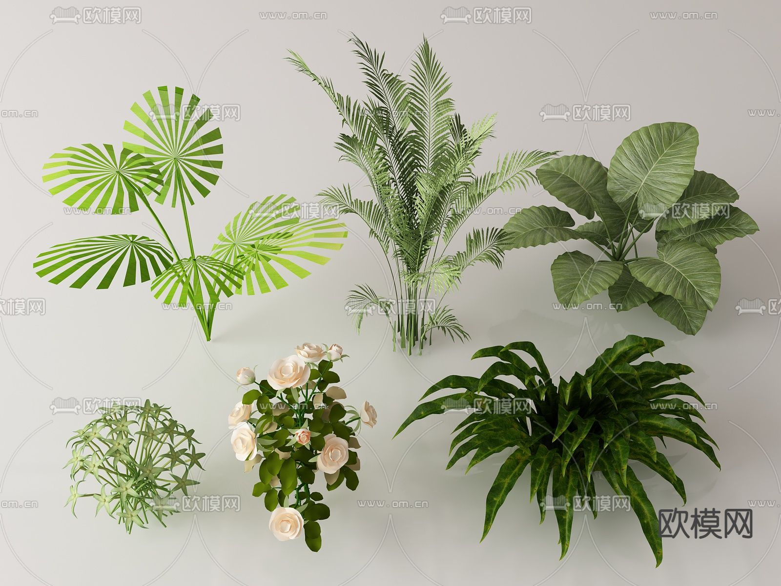 棕榈灌木 蕨类灌木3d模型下载