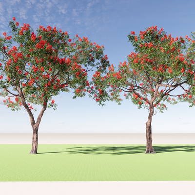  凤凰木 造景树 乔木su模型 
