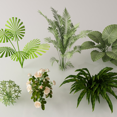  绿植灌木 棕榈 芭蕉su模型 