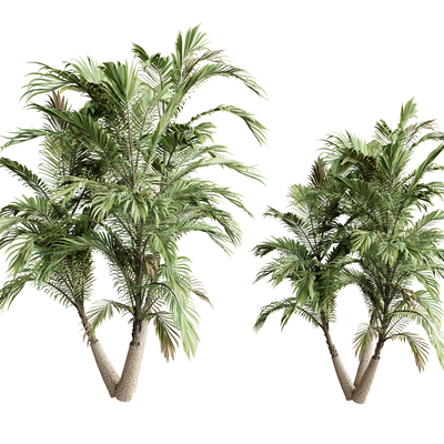  树木 橡树su模型 