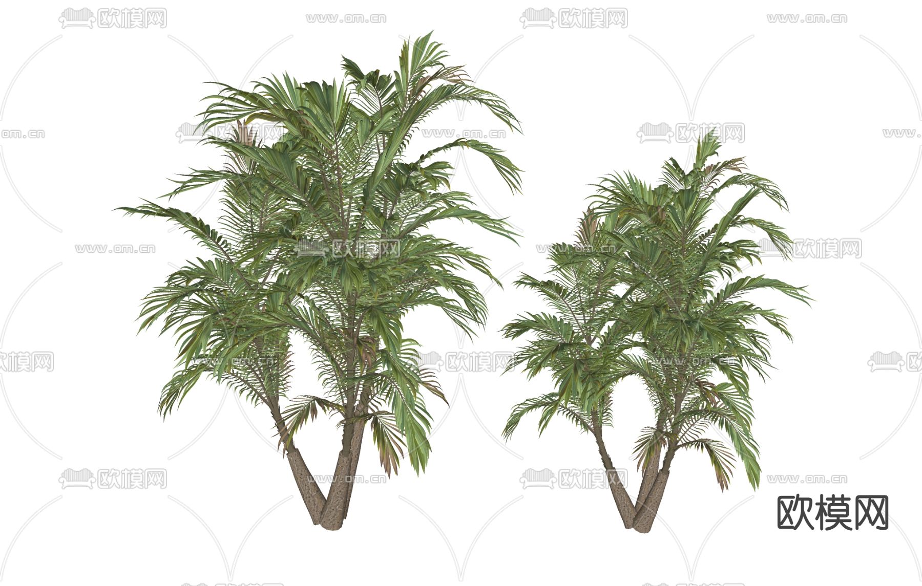 树木 橡树su模型下载（渲染图1）