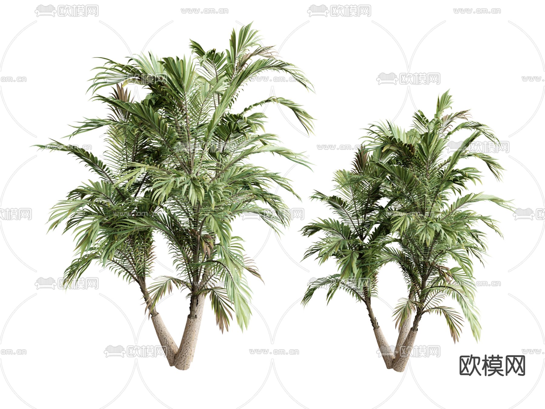 树木 橡树su模型下载（渲染图2）