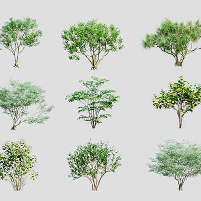  紫荆树 鸡蛋花 丛生无花果su模型 