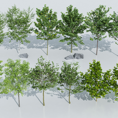  景观树 行道树 乔木su模型 