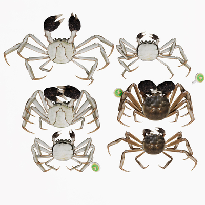  海鲜大闸蟹su模型 