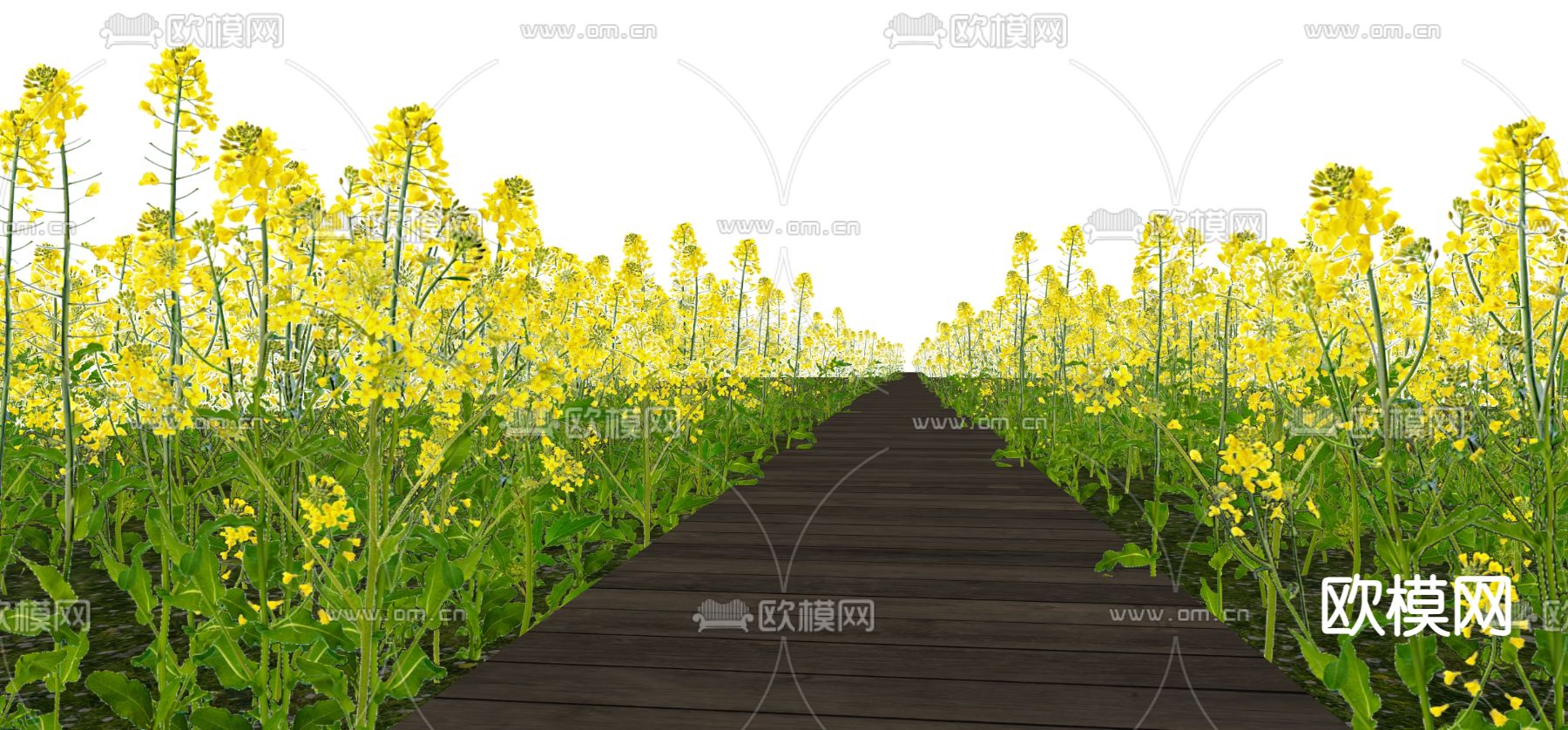 油菜花田 小径花卉丛su模型下载（渲染图2）