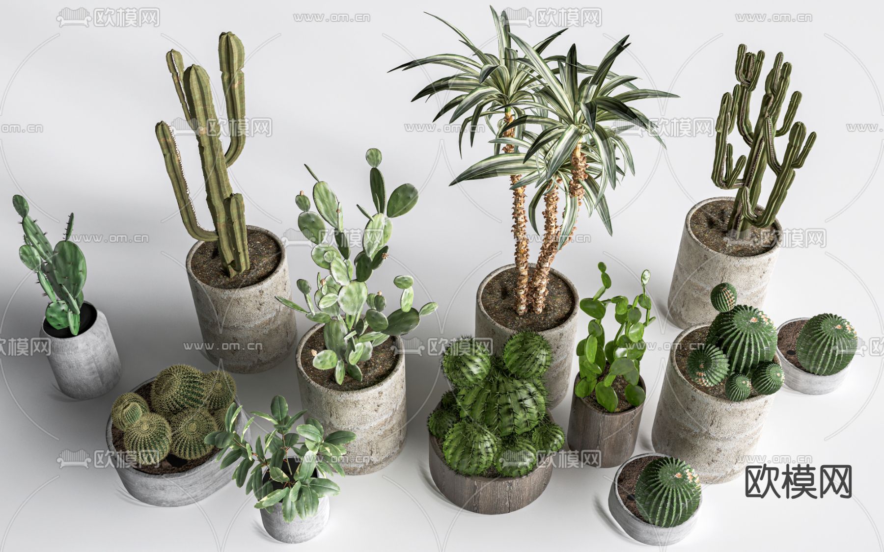 仙人掌 多肉植物 仙人球 灌木su模型下载（渲染图1）