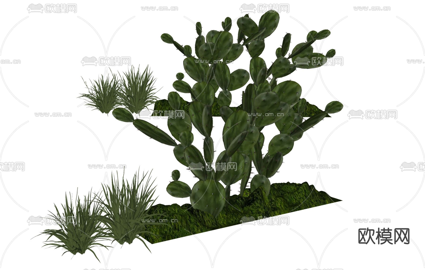 仙人掌 热带植物 灌木丛su模型下载（渲染图2）