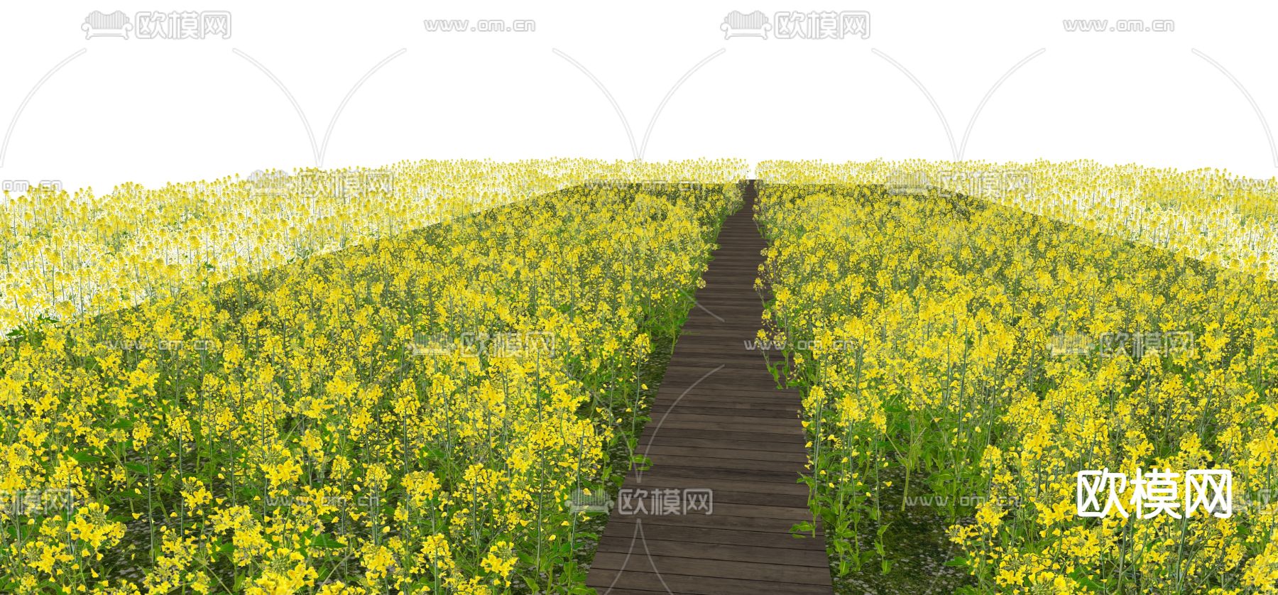 油菜花田 小径花卉丛su模型下载（渲染图1）
